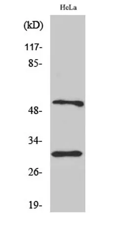 Caspase-10 B/D rabbit pAb - image 1