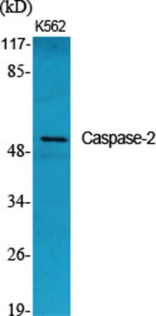 Caspase-2 rabbit pAb - image 1