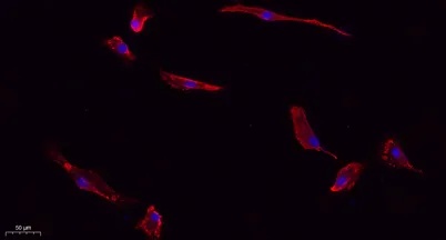 Caspase-3 rabbit pAb - image 1