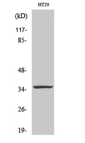 Caspase-7 rabbit pAb - image 1
