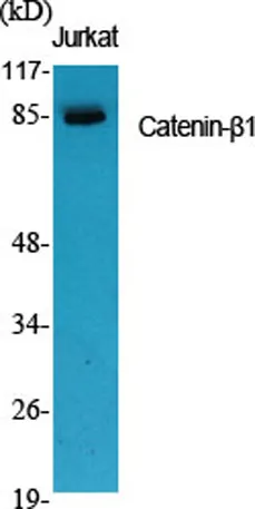 Catenin-β1 rabbit pAb - image 1