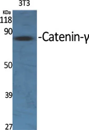 Catenin-γ rabbit pAb - image 1