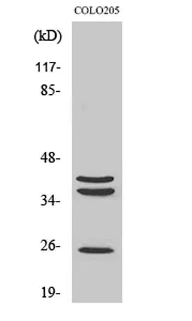 Cathepsin B rabbit pAb - image 1