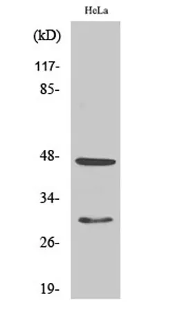 Cathepsin D rabbit pAb - image 1
