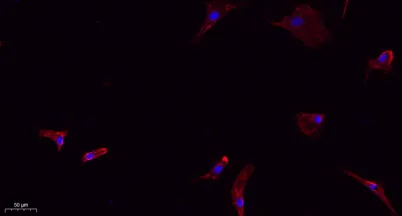 Caveolin-1 rabbit pAb - image 1