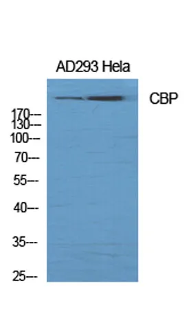CBP rabbit pAb - image 1