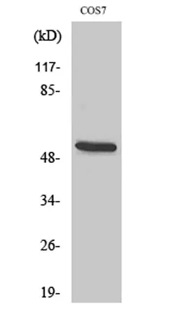 CD2BP2 rabbit pAb