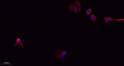CD31 rabbit pAb