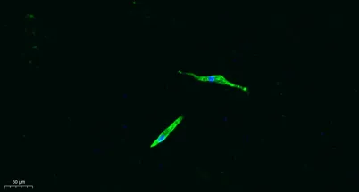 CD4 rabbit pAb