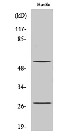 CD69 rabbit pAb - image 1