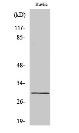 CD70 rabbit pAb - image 1