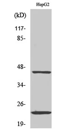 CD83 rabbit pAb - image 1