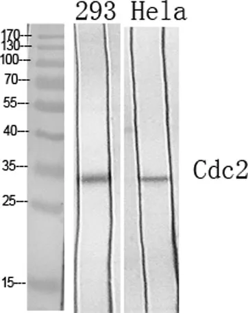 Cdc2 rabbit pAb - image 1