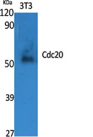 Cdc20 rabbit pAb - image 1