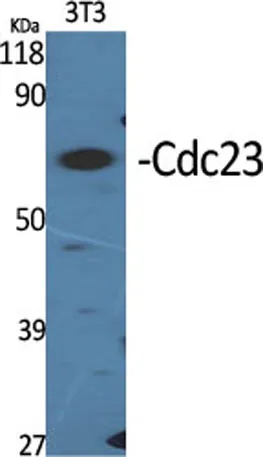 Cdc23 rabbit pAb - image 1