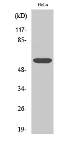 Cdc25C rabbit pAb - image 1