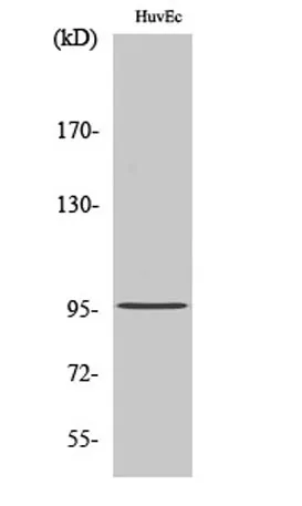 Cdc27 rabbit pAb - image 1