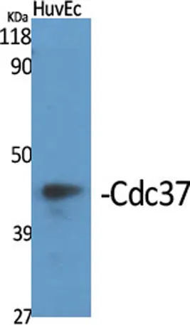 Cdc37 rabbit pAb - image 1