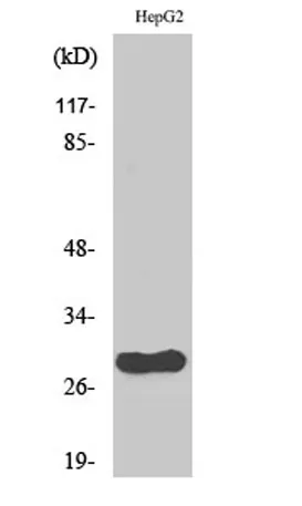 CdcA3 rabbit pAb - image 1