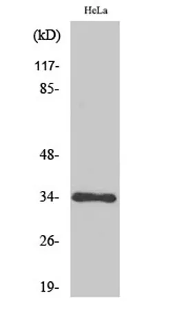 Cdk1/2/3 rabbit pAb - image 1