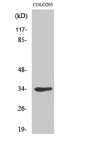 Cdk1/Cdc2 rabbit pAb - image 1