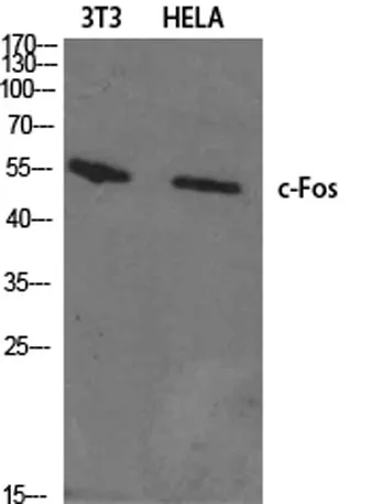 c-Fos rabbit pAb - image 1