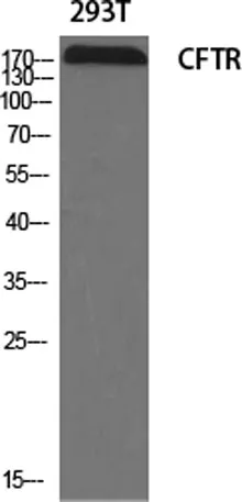 CFTR rabbit pAb - image 1
