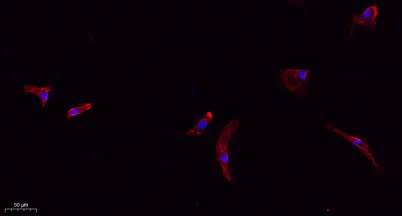 Claudin-1 rabbit pAb - image 1