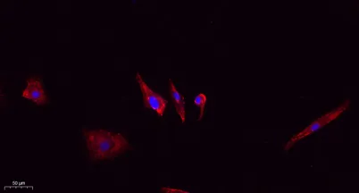 Claudin-5 rabbit pAb - image 1