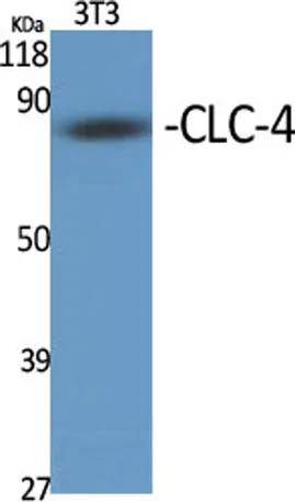 CLC-4 rabbit pAb - image 1