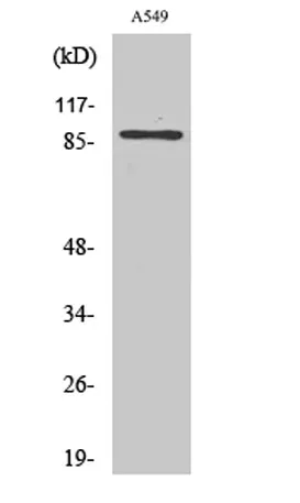 CLC-7 rabbit pAb - image 1