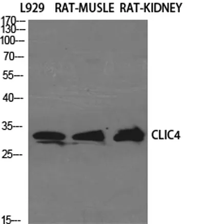 CLIC4 rabbit pAb - image 1