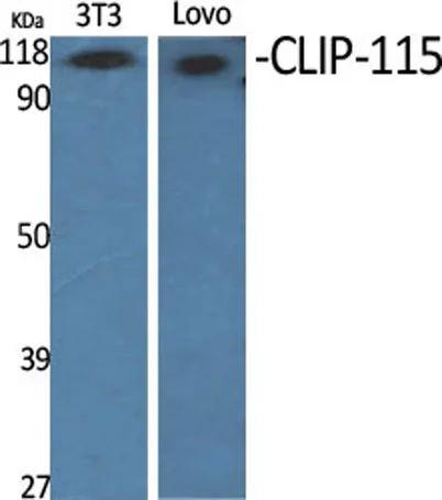 CLIP-115 rabbit pAb