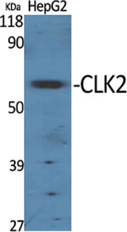 CLK2 rabbit pAb