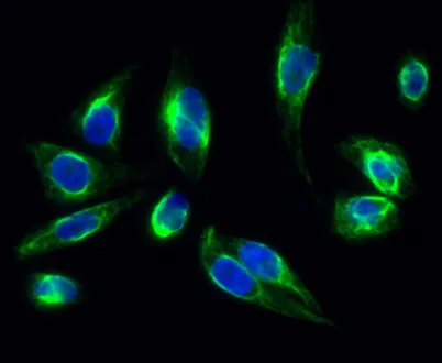 Clusterin rabbit pAb - image 1