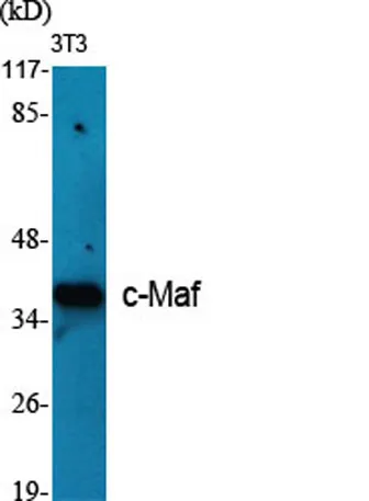 c-Maf rabbit pAb - image 1