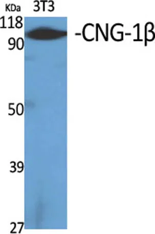 CNG-1β rabbit pAb - image 1