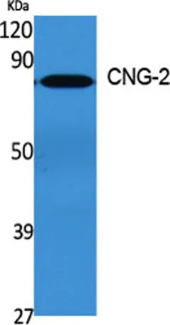 CNG-2 rabbit pAb - image 1
