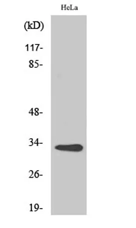 CNOT7 rabbit pAb - image 1