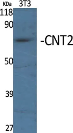 CNT2 rabbit pAb