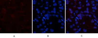 COL1A2 rabbit pAb - image 1