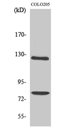 COL1A2 rabbit pAb - image 1