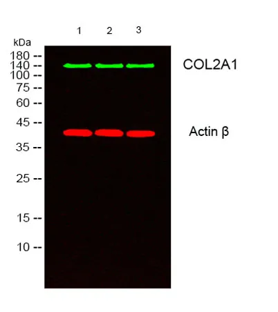 COL2A1 rabbit pAb - image 1