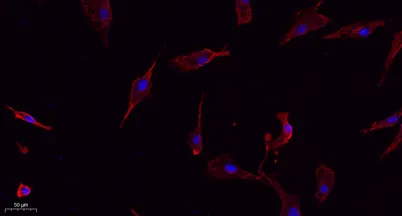 Connexin 43 rabbit pAb