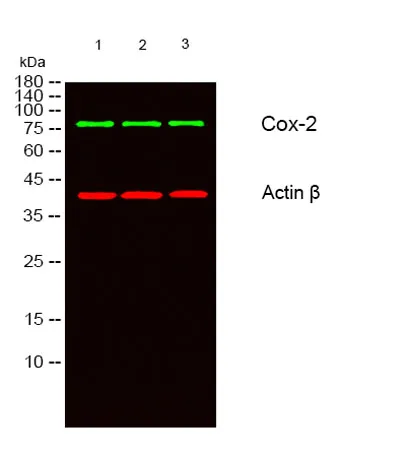 Cox-2 rabbit pAb - image 1