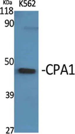 CPA1 rabbit pAb