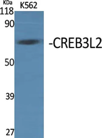 CREB3L2 rabbit pAb - image 1