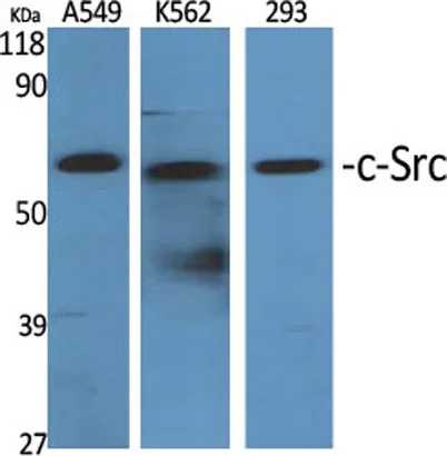 c-Src rabbit pAb - image 1