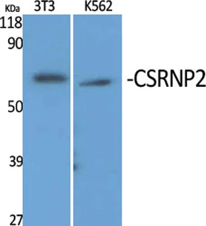 CSRNP2 rabbit pAb - image 1