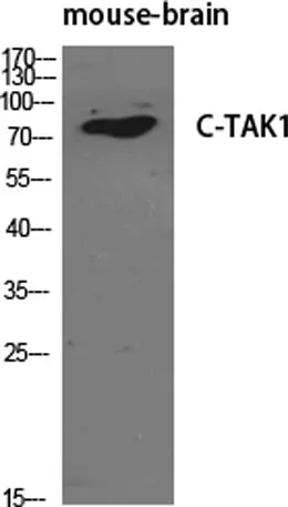 C-TAK1 rabbit pAb - image 1